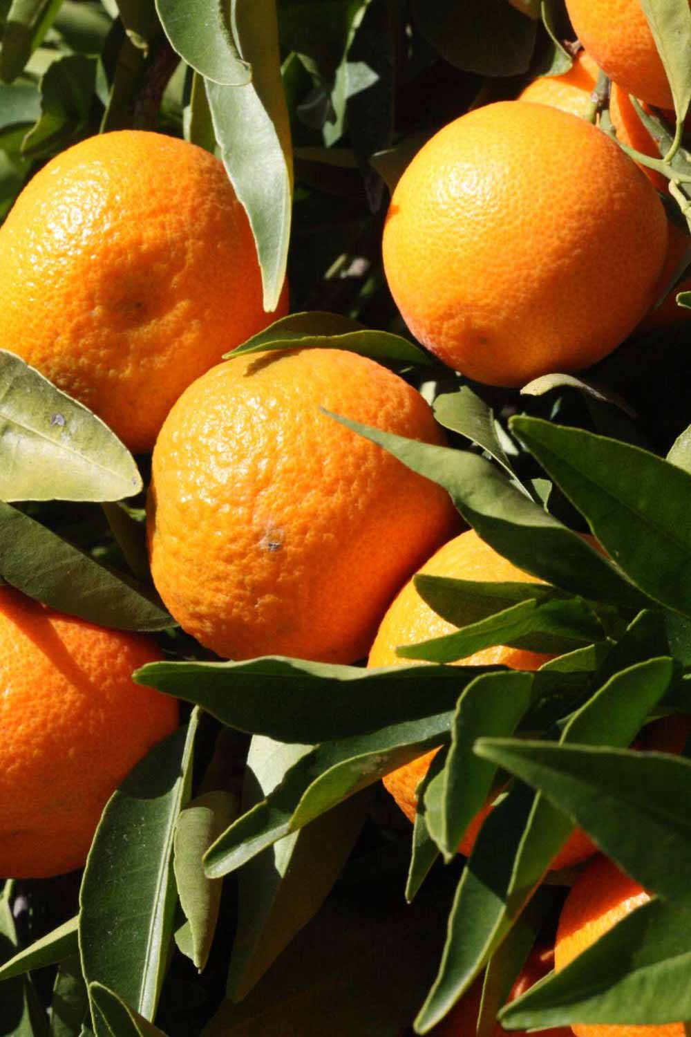              Fruit (SRA 63, Riverside, CA)       